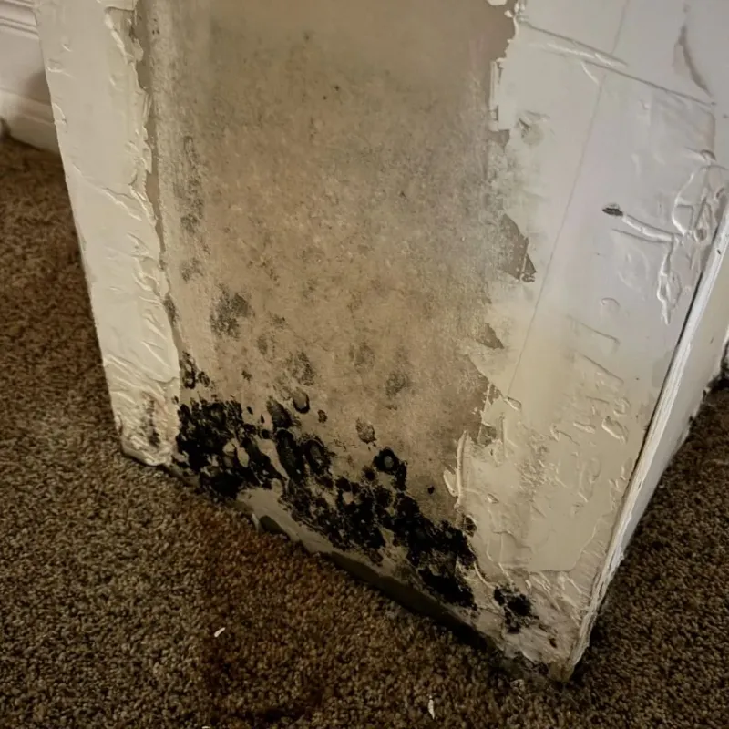 Professional Mold Removal in Shawnee Hills, OH